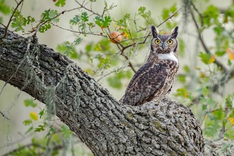 Great Horned Owl (Bubo virginianus), California, USA