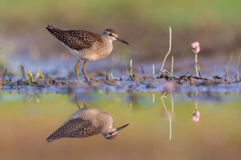 Wood Sandpiper (Tringa glareola) foraging, Poland