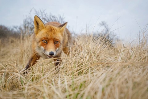 Rotfuchs, Vulpes vulpes Red Foxs, Vulpes vulpes
