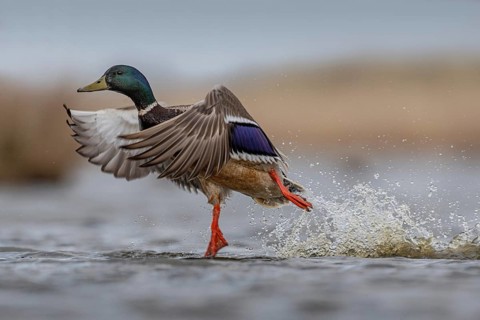 Mallard (Anas platyrhynchos) male taking flight, Schleswig-Holstein, Germany