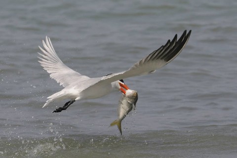 Caspian Tern (Hydroprogne caspia) flying, Gambia