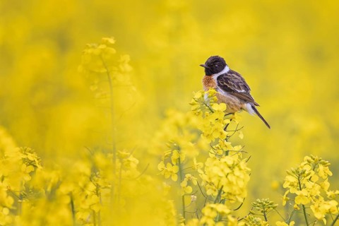 European Stonechat (Saxicola rubicola) male perched in a rape field, Saxony-Anhalt, Germany