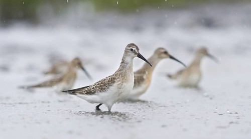 Curlew Sandpiper (Calidris ferruginea), Austria