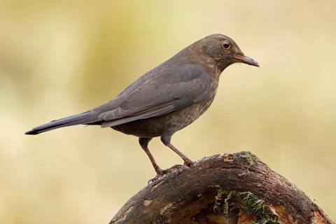 Common Blackbird (Turdus merula) female, Saxony-Anhalt, Germany