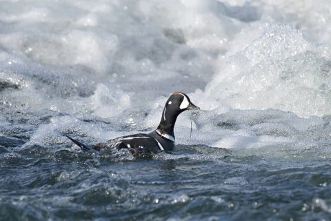 Harlequin Duck (Histrionicus histrionicus) male, Iceland