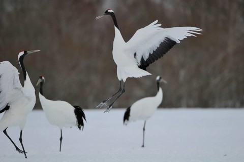 Red-crowned Crane (Grus japonensis), Hokkaido, Japan