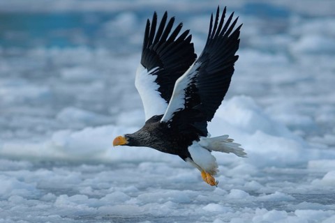 Steller's Sea Eagle (Haliaeetus pelagicus) flying, Hokkaido, Japan