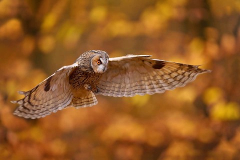 Autumn nature. Owl in orange forest, yellow leaves. Long-eared Owl with orange oak leaves during