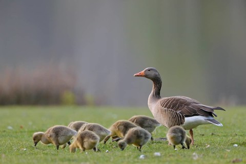 Graugans, lat. Anser anser, Elternvogel mit Kücken auf Wiese grasend