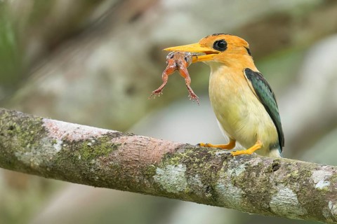 Yellow-billed Kingfisher (Syma torotoro) perched on a branch in Papua New Guinea
