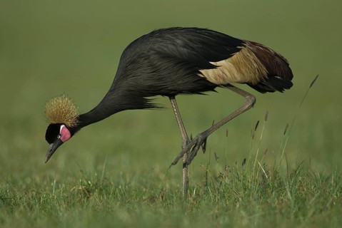 Black Crowned Crane (Balearica pavonina) foraging, Lake Awasa, Ethiopia