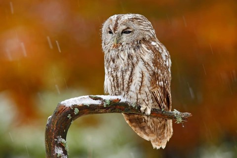 Tawny owl in the forest with tit bird in the talon. Brown owl sitting on tree stump in the dark