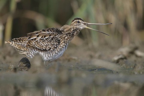 Common Snipe (Gallinago gallinago), Thuringia, Germany