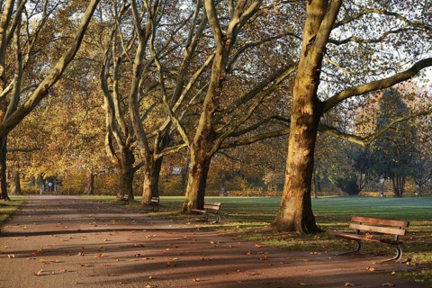 Path and common plane tree or Platanus × acerifolia (Platanus x hispanica, Platanus × acerifolia,