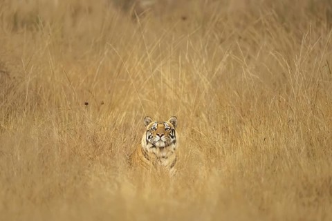 Bengal tiger (Panthera tigris tigris), lying in the tall grass, Bandhavgarh National Park,