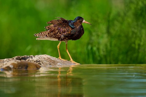 Bird at the edge of a pond on a stone, ruff (Calidris pugnax), male, spring, France