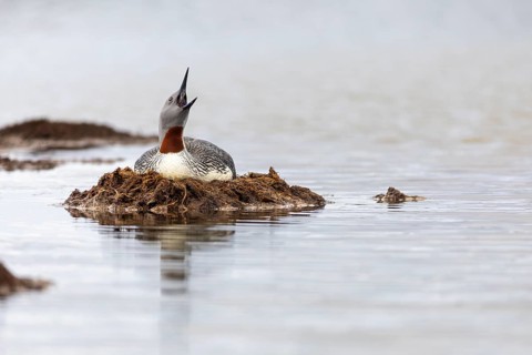 Red-throated diver (Gavia stellata) breeding on the nest, Aventdalen, Longyearbyen, Spitsbergen,