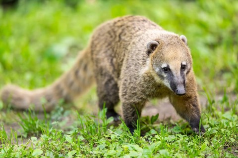 South American coati (Nasua nasua) walking on the ground, captive, Zoo Augsburg