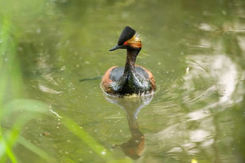 Black-necked grebe or eared grebe (Podiceps nigricollis) swimming in the water, captive, Zoo