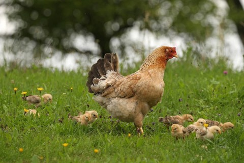 Domestic chicken with a few days old young ones looking for food in a meadow, free-range, organic