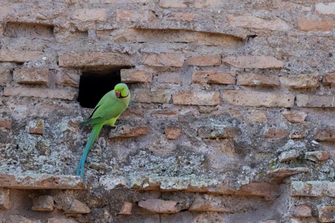Ring-necked parakeet (Psittacula krameri) adult bird next to a hole in an ancient wall in the city,