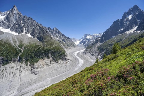 Picturesque mountain landscape with blooming alpine roses, imposing mountain peaks and glaciers,