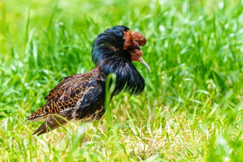 A bird with a striking, colourful plumage stands in tall grass, head slightly lowered, ruff