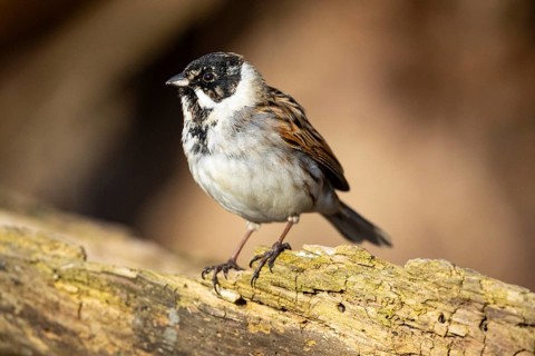 Reed bunting (Emberiza schoeniclus) ml Germany