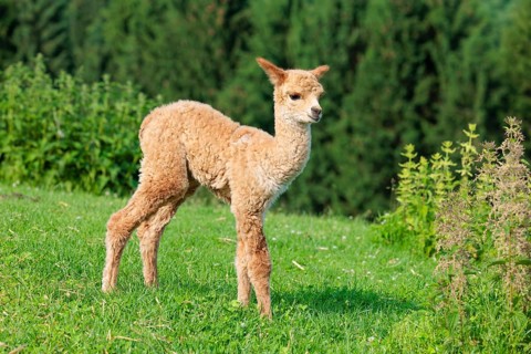 A newly born white alpaca (Vicugna pacos) stands in a green meadow on a sunny day. A green forest
