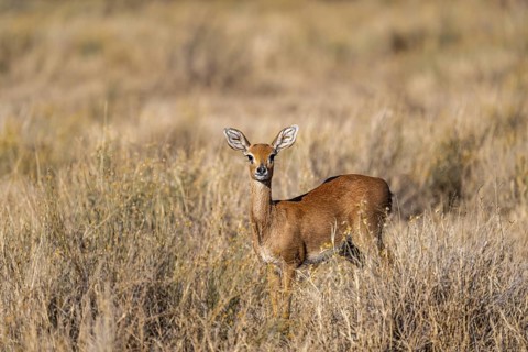 Steenbok (Raphicerus campestris), adult female, standing in dry grass, in the morning light, Khama