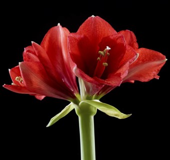 Amaryllis blossoms (Hippeastrum striatum)
