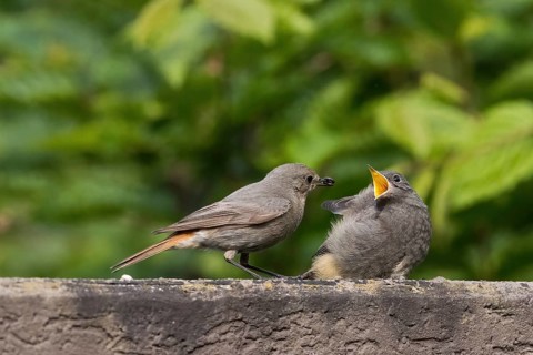 A female black redstart (Phoenicurus ochruros) feeding young on a wall, Hesse, Germany