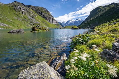 Flowers on the shore, mountain lake with view of mountain peaks, Lac du Louvie with summit Grand