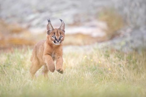 Caracal (Caracal caracal) playful cub running, Castile-La Mancha, Spain