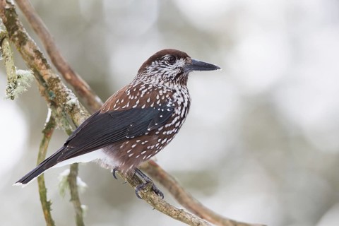 Spotted Nutcracker (Nucifraga caryocatactes), St. Gallen, Switzerland