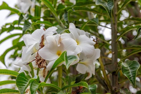 White frangipani (Plumeria pudica), San Cristobal, Galapagos, Ecuador