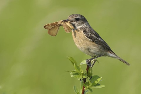 European Stonechat (Saxicola rubicola) female, North Rhine-Westphalia, Germany