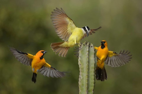 Great Kiskadee & Altamira Oriole (Pitangus sulphuratus & Icterus gularis) wrangling, Texas, USA