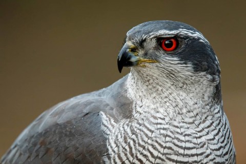 Northern Goshawk (Accipiter gentilis), adult male, Castile and Leon, Spain