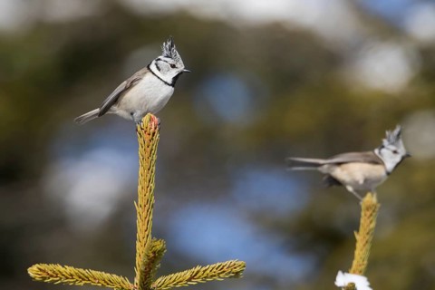 Crested Tit - Haubenmeise - Lophophanes cristatus ssp. cristatus, Austria, adult