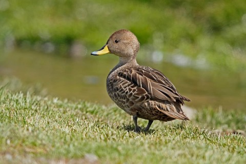 Yellow-billed Pintail, Anas georgica, Antarctica, South Georgia