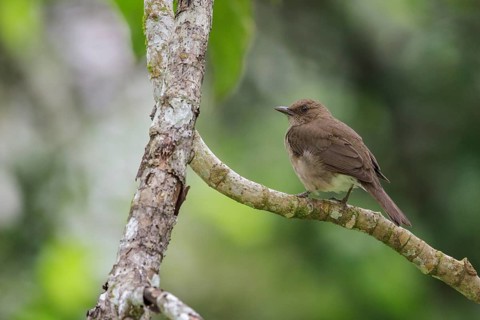 Black-billed Thrush (Turdus ignobilis) perched on a branch in Manu National Park, Peru