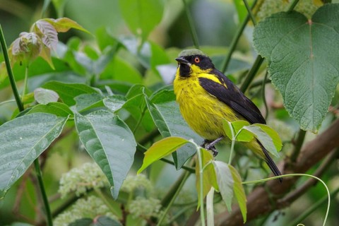 Yellow-bellied Dacnis (Dacnis flaviventer) perched on a branch in Manu National Park, Peru