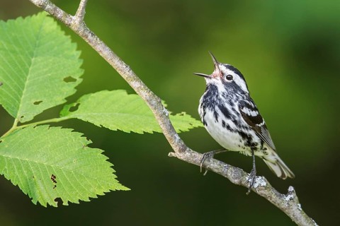 Black-and-White Warbler (Mniotilta varia) perched on a branch in southern Ontario, Canada