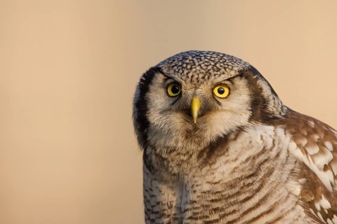 Northern Hawk-Owl (Surnia ulula), Zwolle, Netherlands