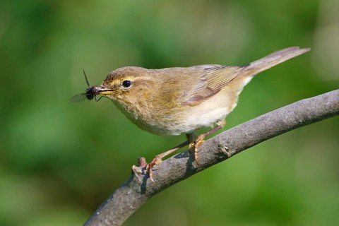 Willow Warbler (Phylloscopus trochilus), Baden-Wuerttemberg, Germany