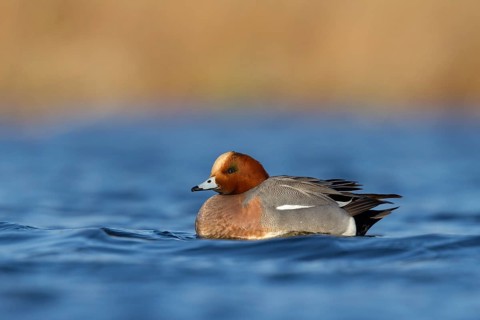 Eurasian Wigeon (Mareca penelope) male, Utrecht, Netherlands