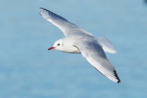 Black-headed Gull (Chroicocephalus ridibundus) flying, St. Gallen, Switzerland