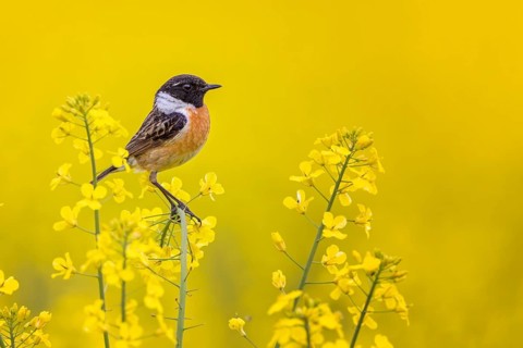 European Stonechat (Saxicola rubicola) male perched in a rape field, Saxony-Anhalt, Germany