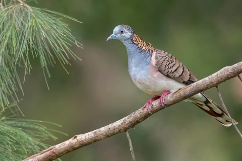 Bar-shouldered Dove (Geopelia humeralis) perched on a branch in eastern Australia